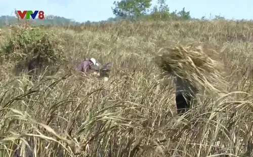 Gia tăng thiệt hại vùng trồng mía do nắng hạn kéo dài