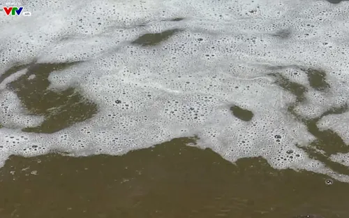 Các bãi tắm ở vùng biển Kê Gà (Bình Thuận) bị ô nhiễm do hiện tượng tảo nở hoa