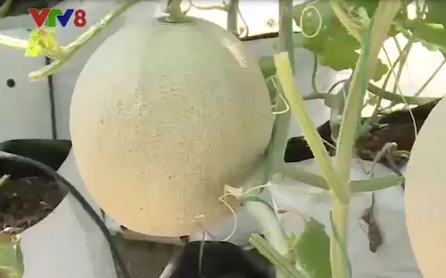 Sản xuất dưa lưới bằng công nghệ cao