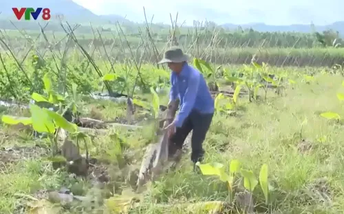 Nông dân Phú Yên mất trắng vùng chuối Tết