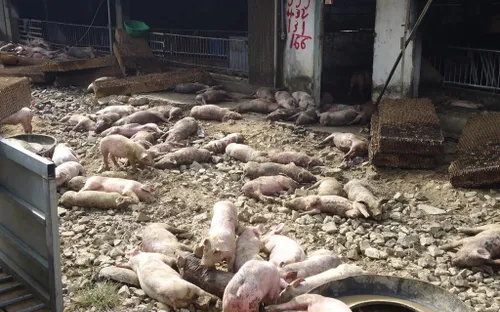 Đắk Nông: Trang trại bị lửa thiêu rụi, 1.200 con heo bị chết cháy