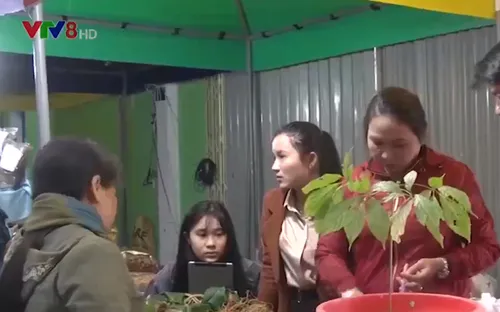 Phiên chợ sâm Ngọc Linh thu hút nhiều du khách quốc tế