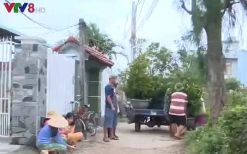 Nhiều nhà vườn miền Trung không có mai Tết để bán