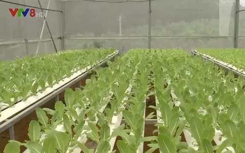 Đà Nẵng đẩy mạnh phát triển nông nghiệp công nghệ cao