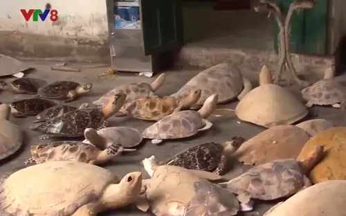 Yêu cầu điều tra bổ sung vụ tàng trữ xác rùa biển tại Nha Trang