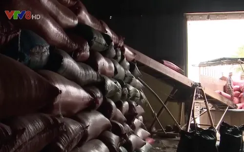 Gia Lai: Cà phê rớt giá, nông dân trữ hàng