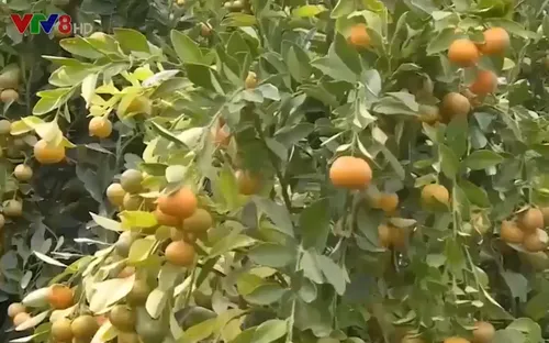 Quất Tết gặp bệnh, sức tiêu thụ chậm