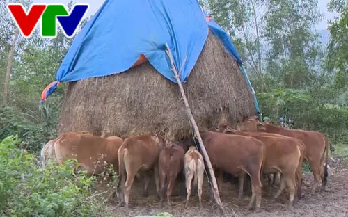 Thừa Thiên - Huế chú trọng bảo vệ đàn trâu bò trong mùa rét