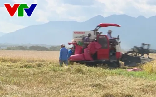 Ninh Thuận đẩy mạnh liên kết trong sản xuất lúa