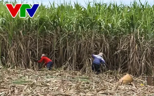 [Tiêu điểm] Phát triển bền vững vùng nguyên liệu mía miền Trung Tây Nguyên