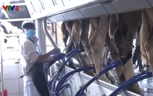 Lâm Đồng sẽ có thêm 1 trang trại bò sữa hữu cơ