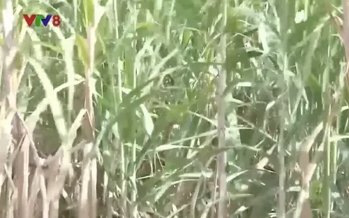 "Mùa mía đắng" ở vùng biên giới Chư Prông, Gia Lai