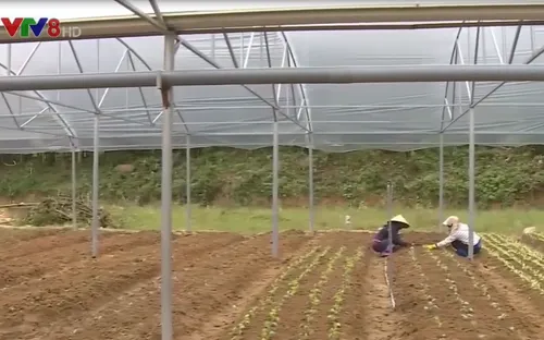 Chàng trai 9x khởi nghiệp từ rau hữu cơ