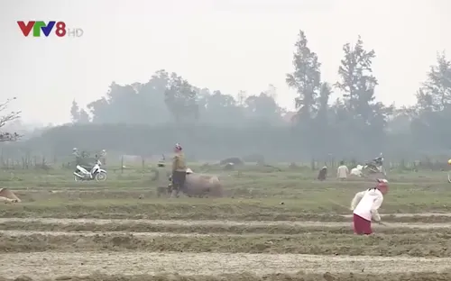 Nông dân Quảng Bình khẩn trương gieo cấy vụ Đông Xuân