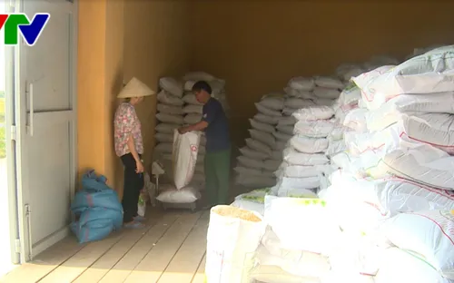 Phú Yên phân bổ 180 tấn giống để người dân khôi phục sản xuất