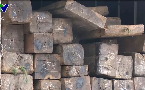 Thừa Thiên - Huế: Bắt xe chở 9 khối gỗ mun quý hiếm