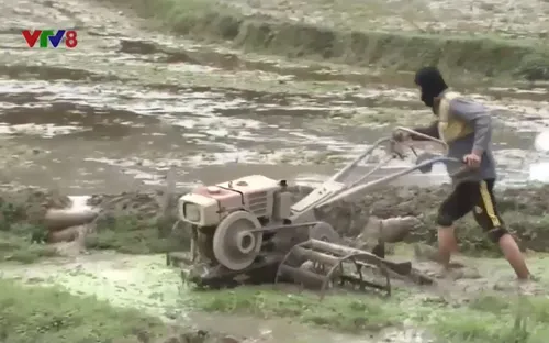 Nông dân Nghệ An tập trung phòng chống rét đậm, rét hại