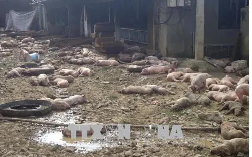 Đắk Nông: 1.200 con lợn của một trang trại bị chết cháy do chập điện