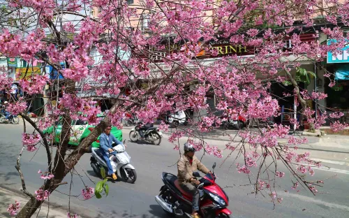 Ngày hội hoa Anh Đào đầu tiên của Đà Lạt sẽ khai hội vào 27/1