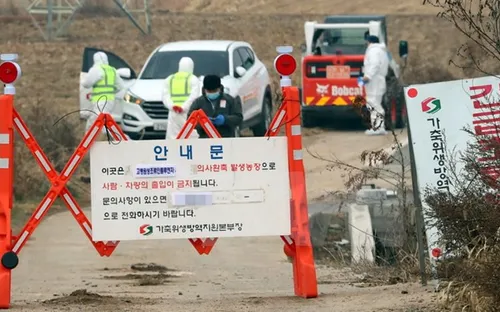 Hàn Quốc phát hiện thêm một ổ cúm gia cầm gần thủ đô Seoul