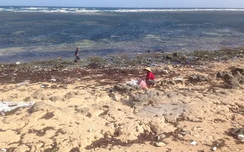 Túi nilon nhiều màu sắc trôi dạt vào đảo Phú Quý, Bình Thuận