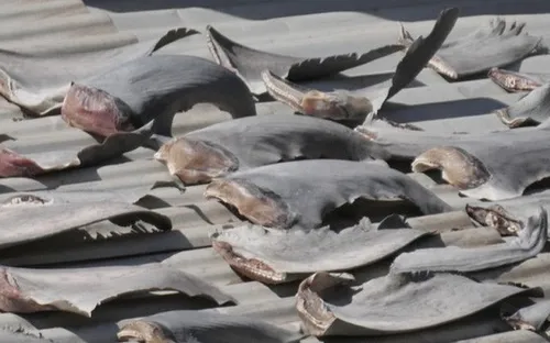 Bộ Công Thương yêu cầu báo cáo vụ phơi vây cá mập