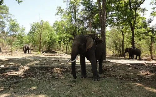 Đắk Lắk gắn chíp điện tử cho đàn voi nhà