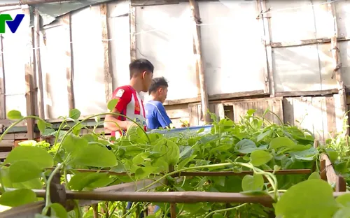 Gầy dựng vườn rau đảo Đá Đông, Trường Sa sau bão