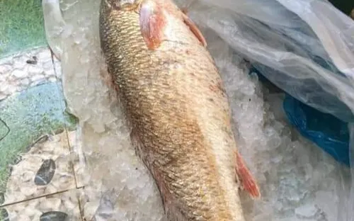 Ngư dân Quảng Ngãi bắt được cá sủ vàng quý hiếm