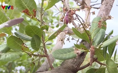 Gia Lai: Sâu bệnh tấn công, nông dân thấp thỏm lo mất mùa điều