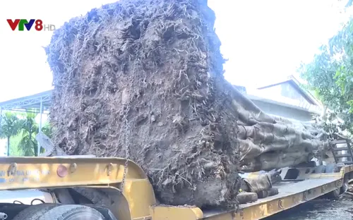 Công an tỉnh Thừa Thiên Huế tiếp tục bắt giữ cây "khủng"