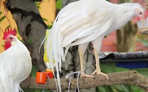 Khám phá trại nuôi gà cảnh "độc, lạ" có một không hai ở Khánh Hòa