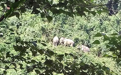 Nỗ lực bảo vệ đàn voi hoang dã ở tỉnh Quảng Nam