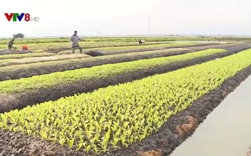 Thừa Thiên Huế: Người dân "ăn nên làm ra" nhờ sản xuất rau trái vụ