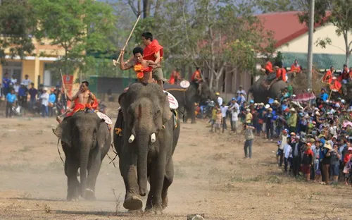 Đầu tháng 3 khai mạc lễ hội đua voi Đắk Lắk