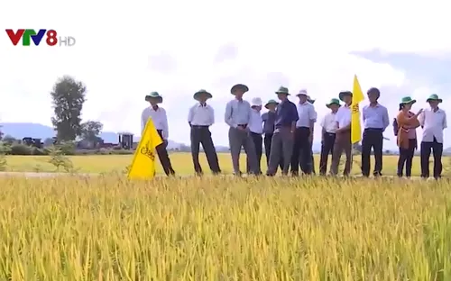 Hiệu quả cánh đồng mẫu lớn ở Bình Định