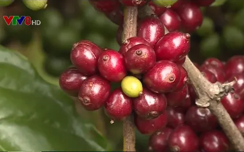 Lễ hội cà phê Buôn Ma Thuột lần thứ 7 sẽ diễn ra từ 9-16/3