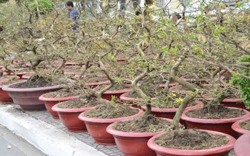 Quảng Nam: Cho thuê mai dịp Tết, bỏ túi gần tỉ đồng