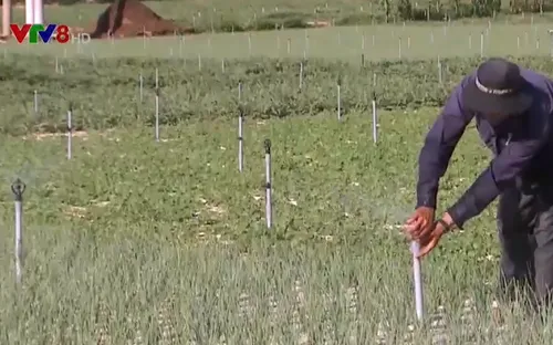 Quảng Ngãi: Đảo Bé mất trắng vụ tỏi Đông Xuân