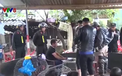 Quảng Trị: Bắt giữ hơn 60 đối tượng tham gia đá gà