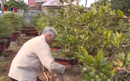 Nông dân Đắk Lắk tất bật chuẩn bị mai vàng phục vụ Tết