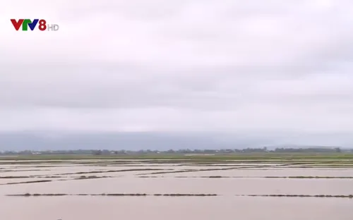 Nam Trung Bộ thiệt hại nặng vụ lúa Đông Xuân