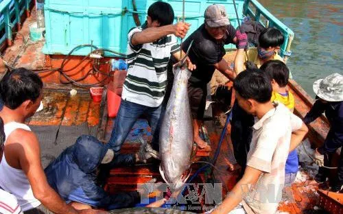 Cá ngừ được mùa, hàng nghìn ngư dân Nam Trung bộ ăn Tết trên biển