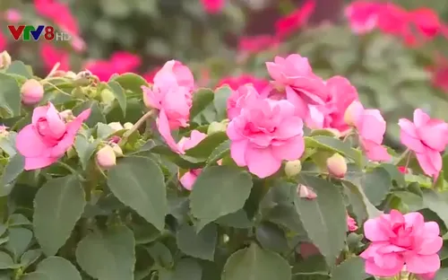 Làng hoa truyền thống tại Thừa Thiên Huế đã bắt đầu khoe sắc