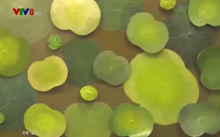 Độc đáo sản phẩm lưu niệm từ lá sen