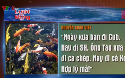 Nhiều người mạnh tay chi tiền triệu mua cá Koi cúng ông Công ông Táo