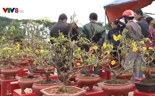 Sôi động thị trường hoa Tết ở Quảng Ngãi