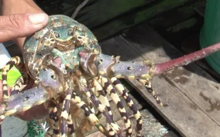 Trúng vụ tôm hùm Tết, người dân Cam Ranh phấn khởi