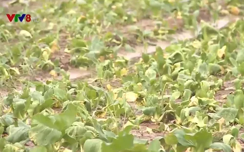 Phú Yên: Vùng sản xuất rau hoa mất trắng mùa thu hoạch do mưa lũ