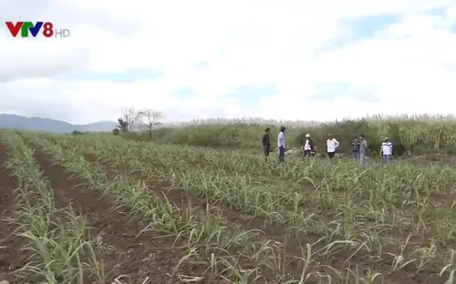 Nông dân Gia Lai thích nghi với giá mía giảm